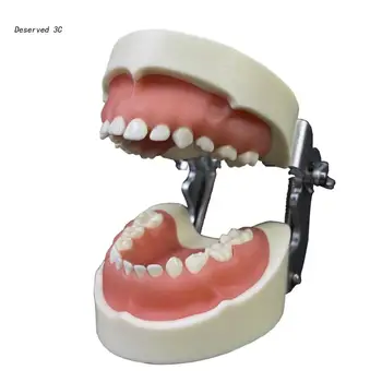 Zobu Modeli,Bērnu Zobu Mācību Studiju Piegādes Typodont Demonstrācijas Zobu Modelis
